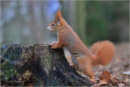 <p>VEVERKA OBECNÁ (Sciurus vulgaris) ---- /Red squirrel - Eichhörnchen/</p>